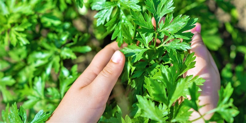 Výraznější chuť má petrželka s hladkými listy, která je také celosvětově rozšířenější. Kromě pikantní chuti má i výrazně intenzivní petrželové aroma..