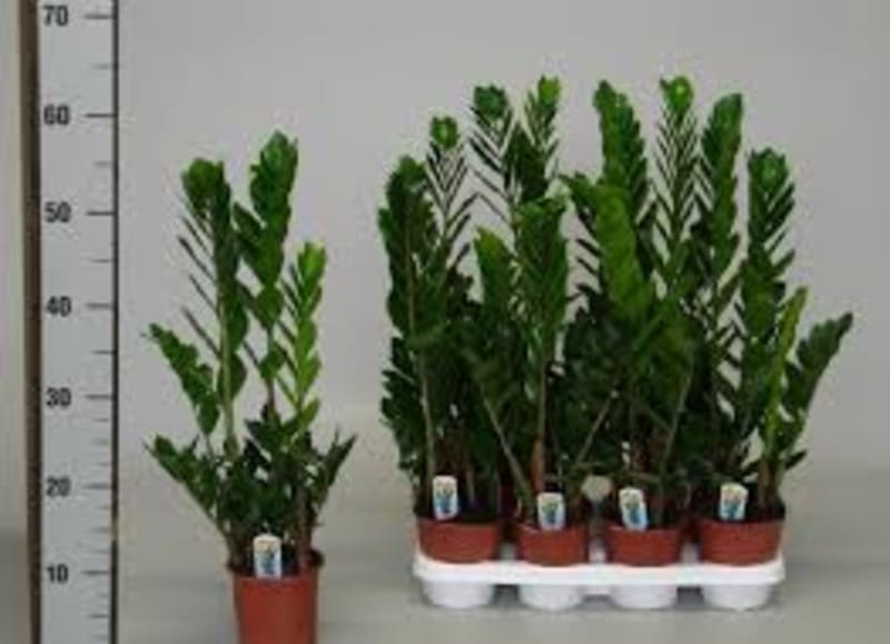 Zamioculcas zamiifolia pochází z Afriky a vydrží skoro všechno