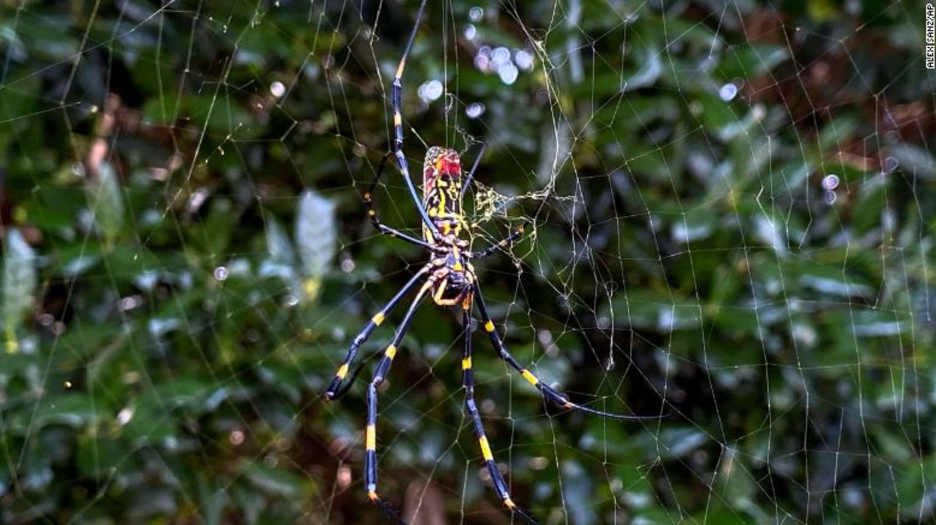 Na jihovýchod USA pronikli obří jedovatí pavouci. 