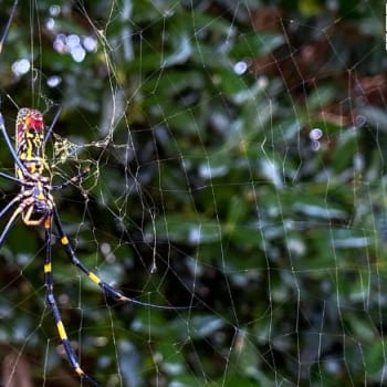 Na jihovýchod USA pronikli obří jedovatí pavouci