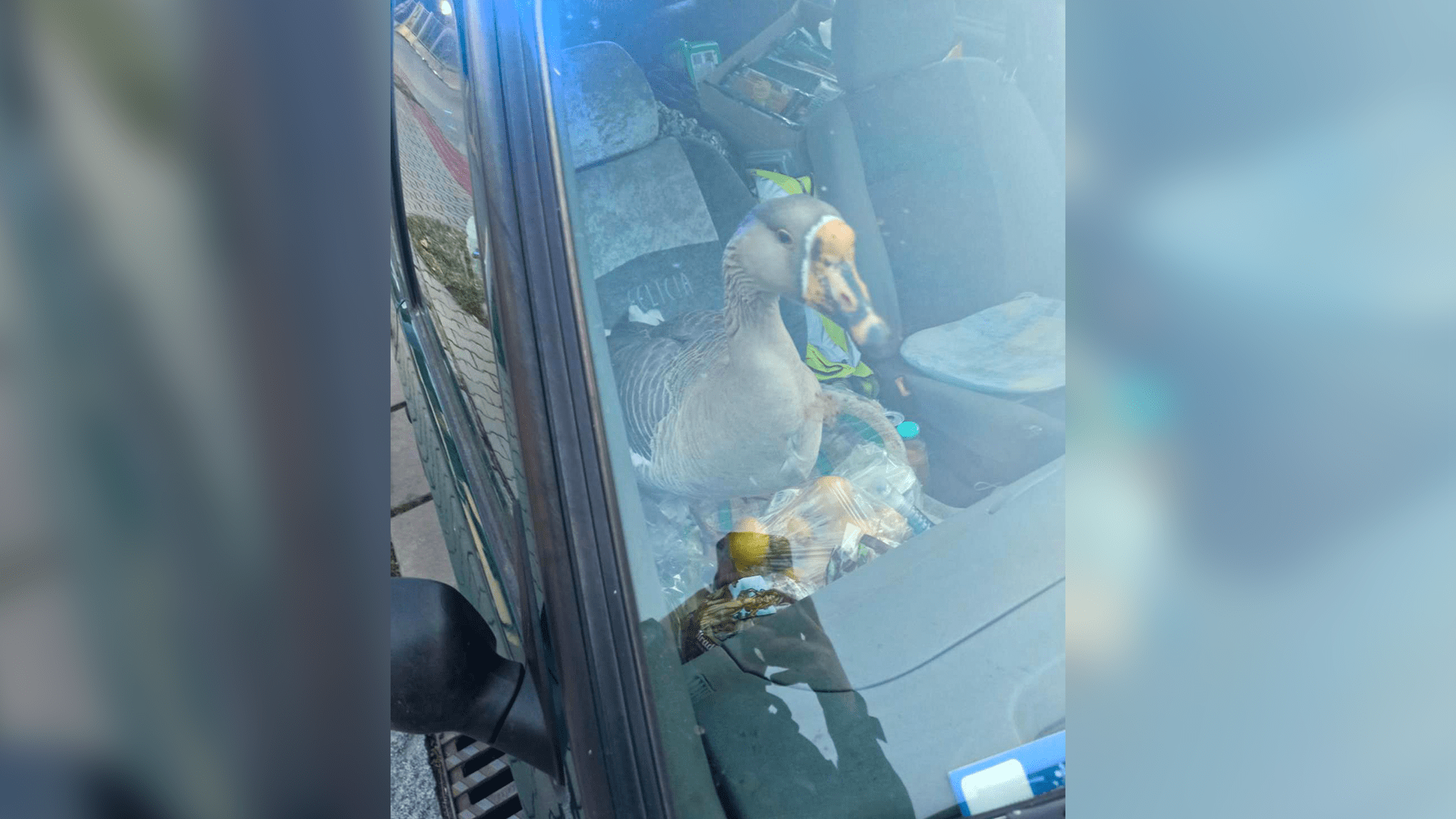 Při silniční kontrole našli pardubičtí policisté na sedadle spolujezdce kachnu.