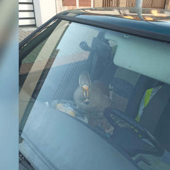 Pardubičtí policisté na sedadle spolujezdce při silniční kontrole našli kachnu.