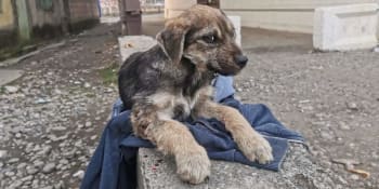 Ukrajinka živila psy v Gruzii z pronájmu svého bytu, teď je konec