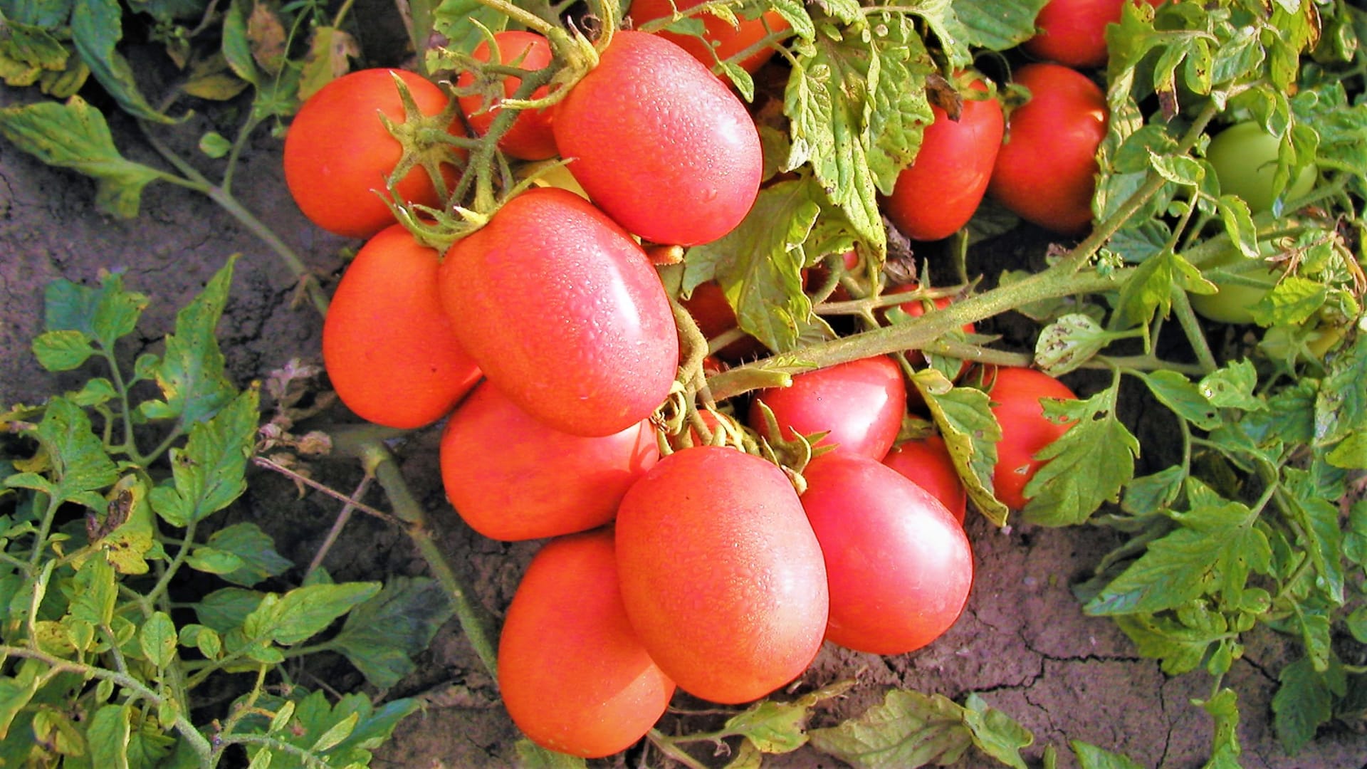 Tradiční odrůdy rajčat: Raná, pěstitelsky nenáročná odrůda Šejk má plody oválně hranaté.  Keříčkové rajče s vysokým obsahem lycopenu