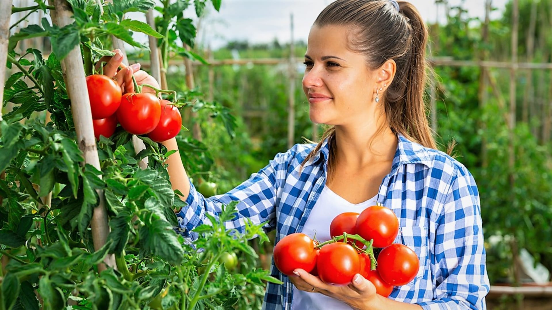Rajčatová sezona začíná kolem Josefa. Šťavnatá, sladká, voňavá a plná chuti - taková jsou rajčata, vypěstovaná na zahradě nebo balkoně.