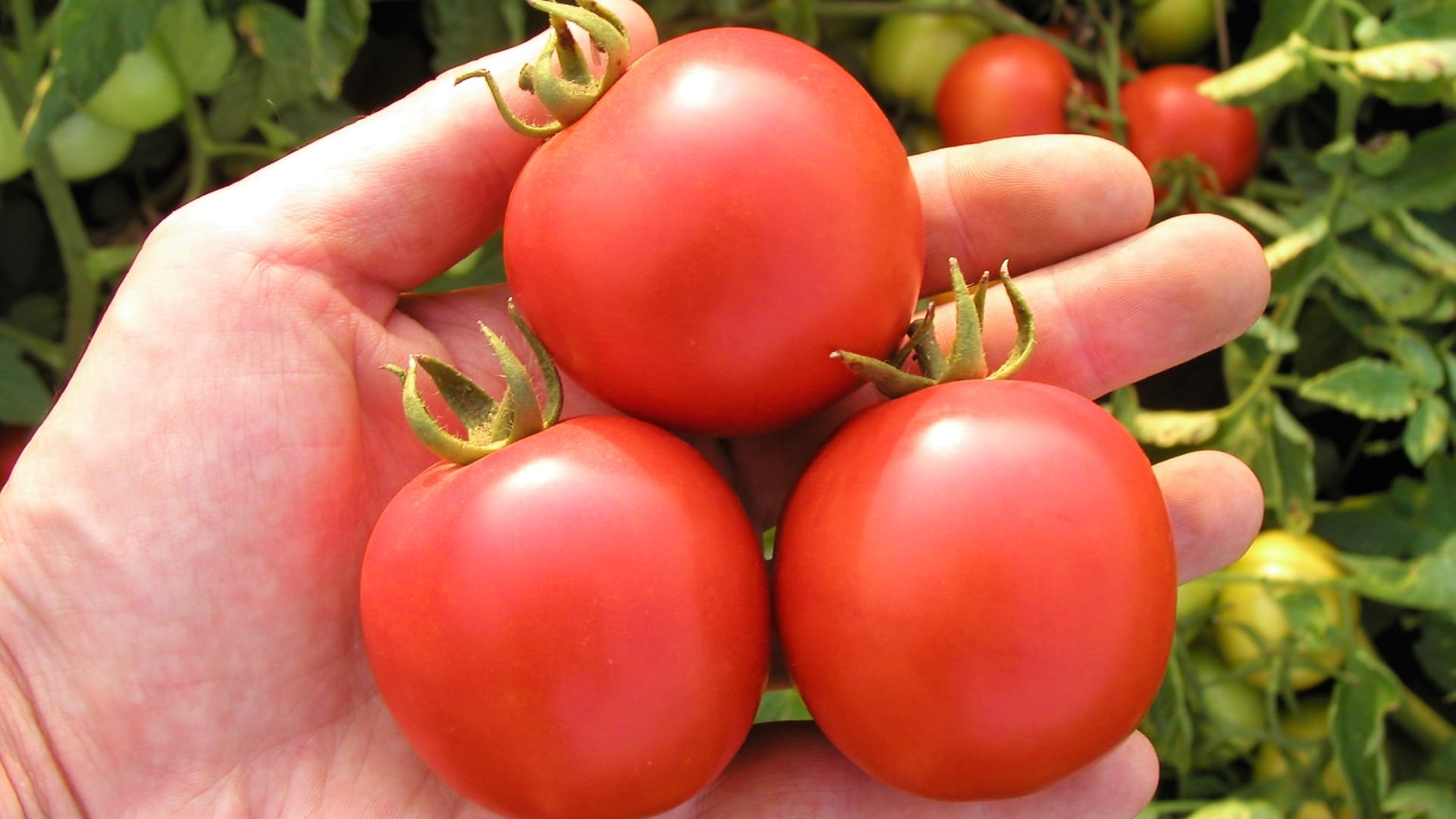 Tradiční odrůdy rajčat: Velmi raná Darinka F1 s pevnými, téměř nepraskajícími plody je vhodná i do chladnějších podmínek.