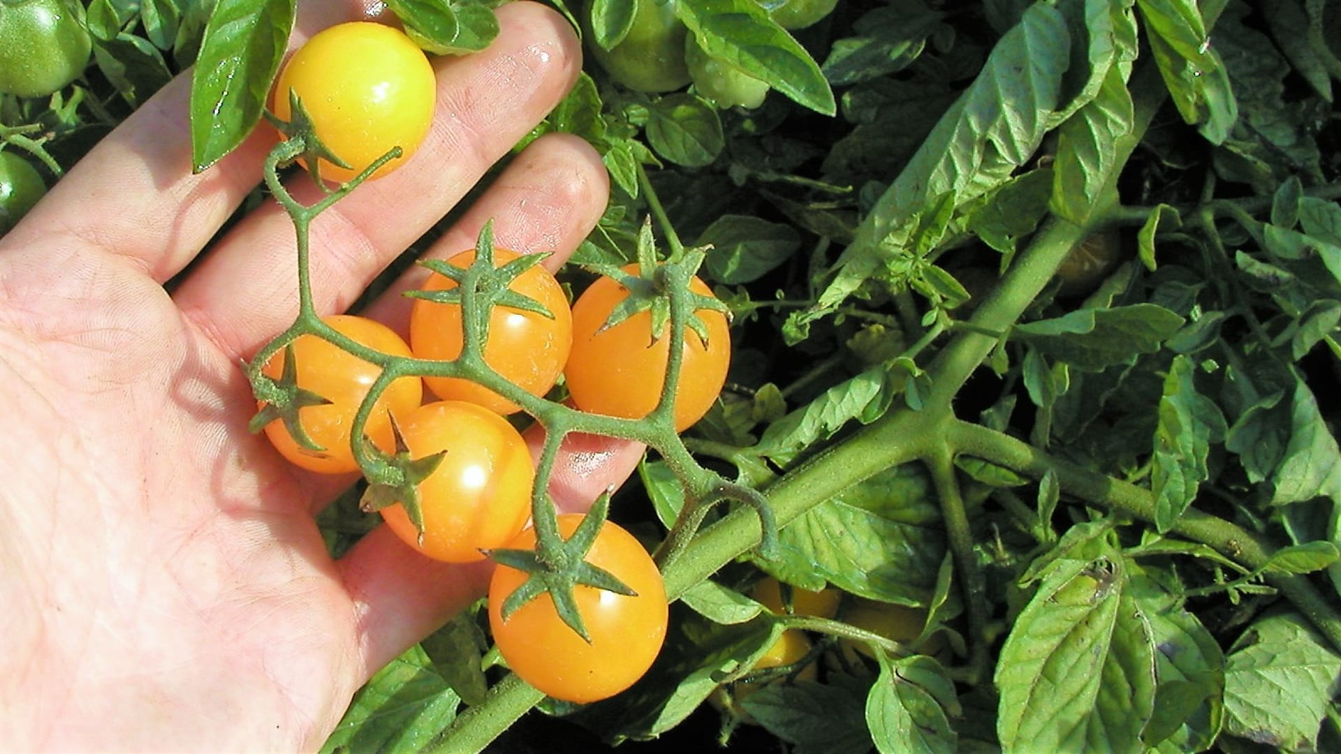Tradiční odrůdy rajčat: Minigold, žlutá raná odrůda převislých třešničkových rajčátek je ideální pro pěstování v závěsných nádobách nebo samozavlažovacích truhlících.
