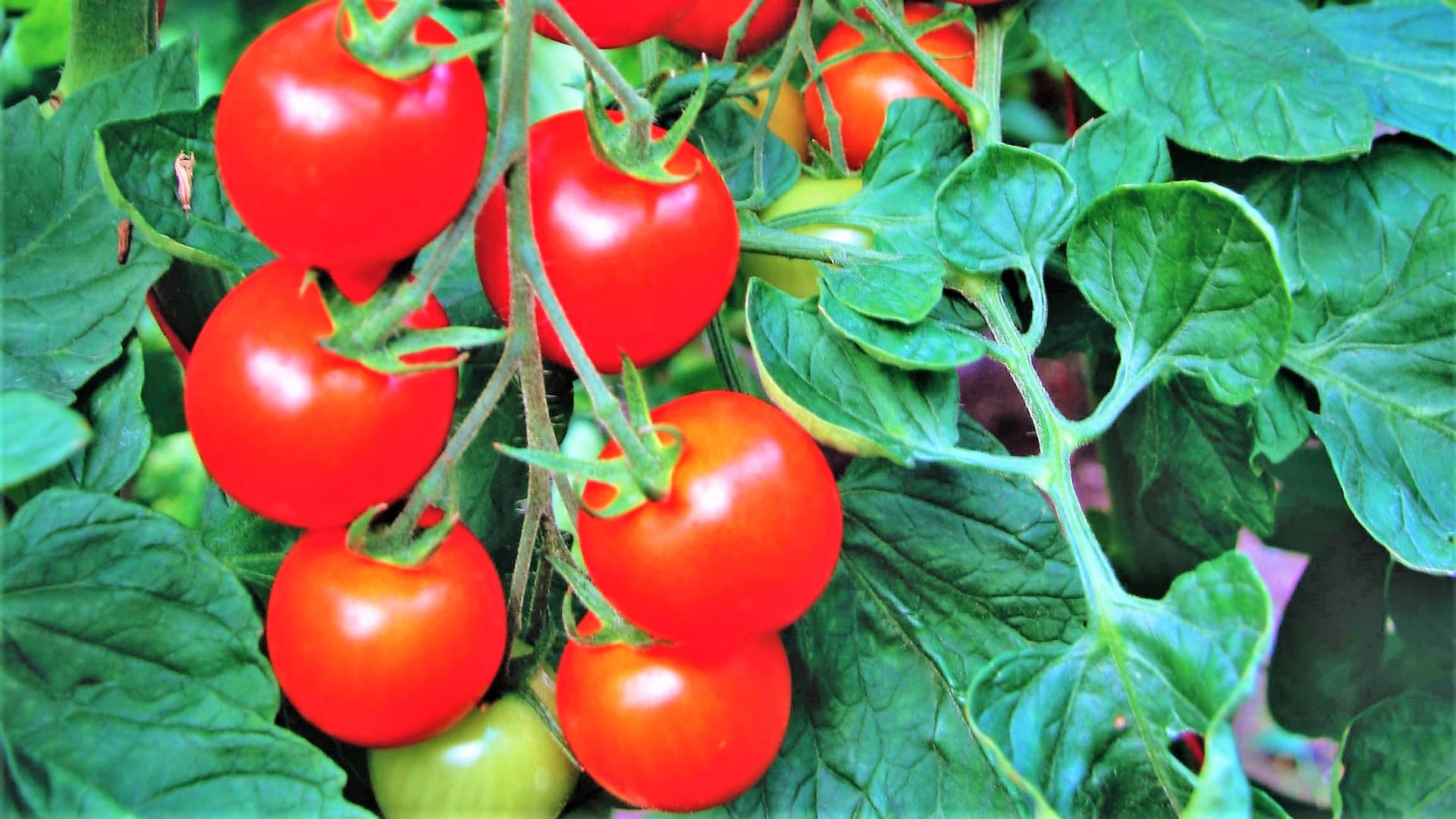 Tradiční odrůdy rajčat: Už léta je velice oblíbená odrůda Bejbino F1, tzv. koktejlový typ o velikosti plodů okolo 3 cm 