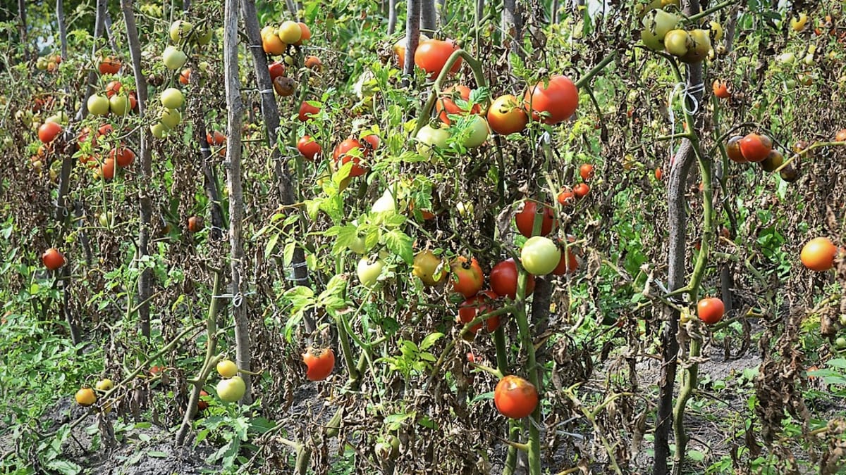 Plíseň rajčete, resp. plíseň bramboru na rajčeti (Phytophtora infestans), běžně plíseň bramborová, je jednou z nejobávanějších a nejzávažnějších nemocí rajčat, když se v létě rozšíří, dokáže zdecimovat celou úrodu. Napadá listy, stonky a plody rajčat.