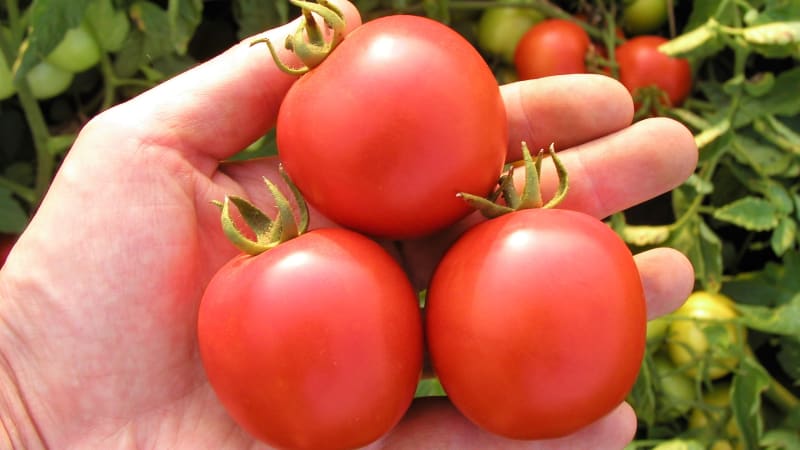 Tradiční odrůdy rajčat: Velmi raná Darinka F1 s pevnými, téměř nepraskajícími plody je vhodná i do chladnějších podmínek.