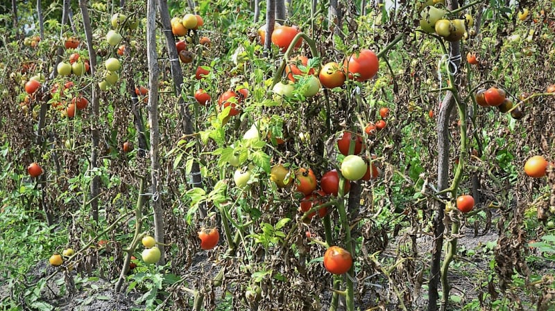 Plíseň rajčete, resp. plíseň bramboru na rajčeti (Phytophtora infestans), běžně plíseň bramborová je jednou z nejobávanějších a nejzávažnějších nemocí rajčat, když se v létě rozšíří, dokáže zdecimovat celou úrodu. Napadá listy, stonky a plody rajčat.