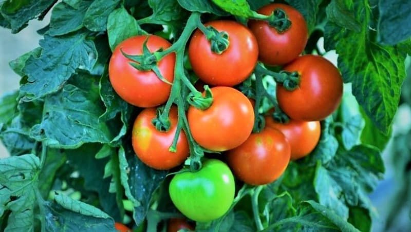 Odrůdy rajčat odolných k plísni: Crimson Crush F je tyčkové rajče s velmi vysokou rezistenci k plísni na rajčatech. Červené plody jsou kulovité, dorůstající až 150 g.