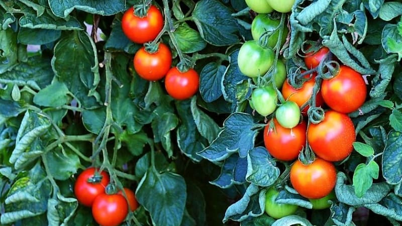 Odrůdy rajčat odolných k plísni: Coctail Crush F1 je tyčkové rajče s velmi vysokou rezistenci k plísni na rajčatech. Červené kulovité plody mají asi 60 g, výbornou chuť i aroma. Rostliny jsou vitální a zdravé, chemickou ochranu proti plísni můžete omezit na minimum, nebo i vynechat. 