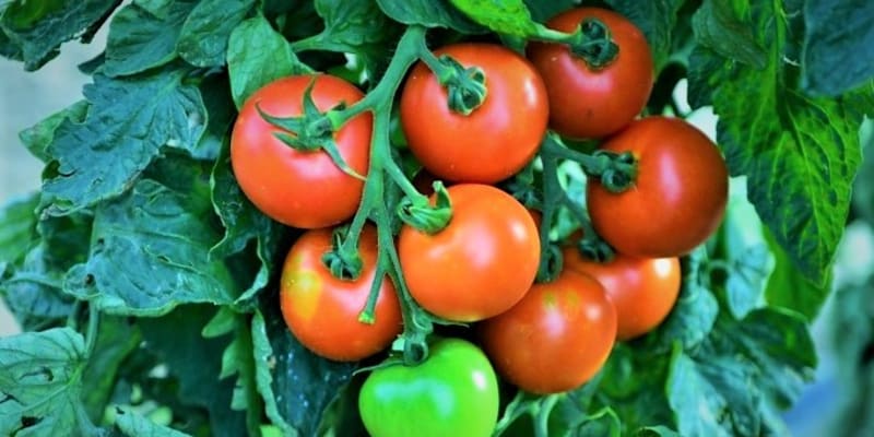 Odrůdy rajčat odolných k plísni: Crimson Crush F je tyčkové rajče s velmi vysokou rezistenci k plísni na rajčatech. Červené plody jsou kulovité, dorůstající až 150 g.