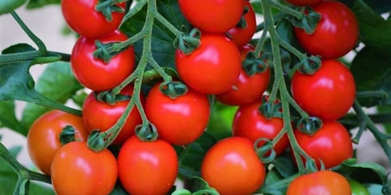 Odrůdy rajčat odolných k plísni: Conculeo F1 má menší plody v bohatých vijanech. Odrůda je tyčková a plodná. Odolnost vůči plísni dobrá, i když o málo nižší než u série Crush.