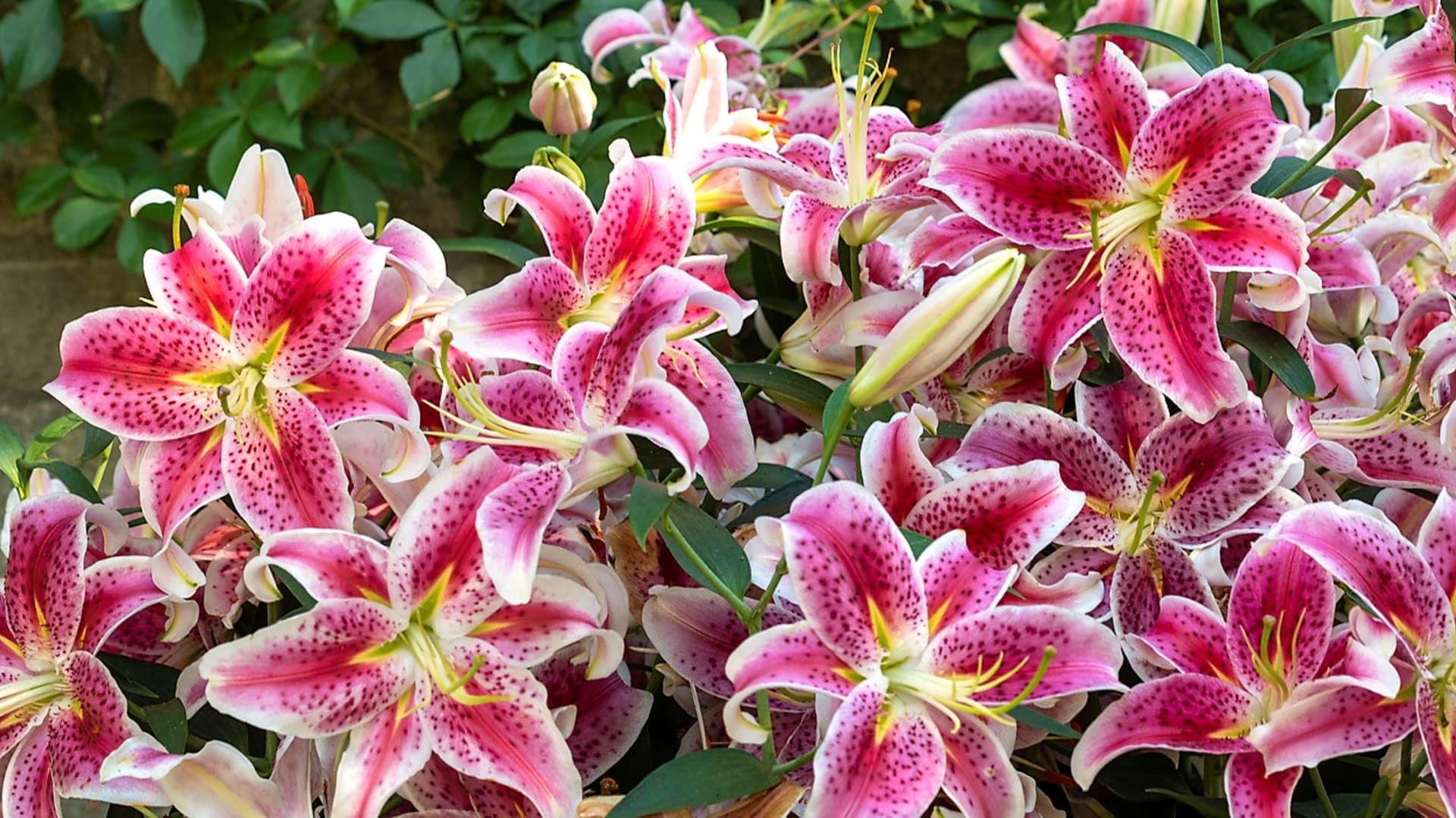 Orietální lilie: Nejznámější a zároveň nejvoňavější je kultivar Stargazer s velkými růžovočervenými květy s bílým lemováním a tmavými skvrnkami.