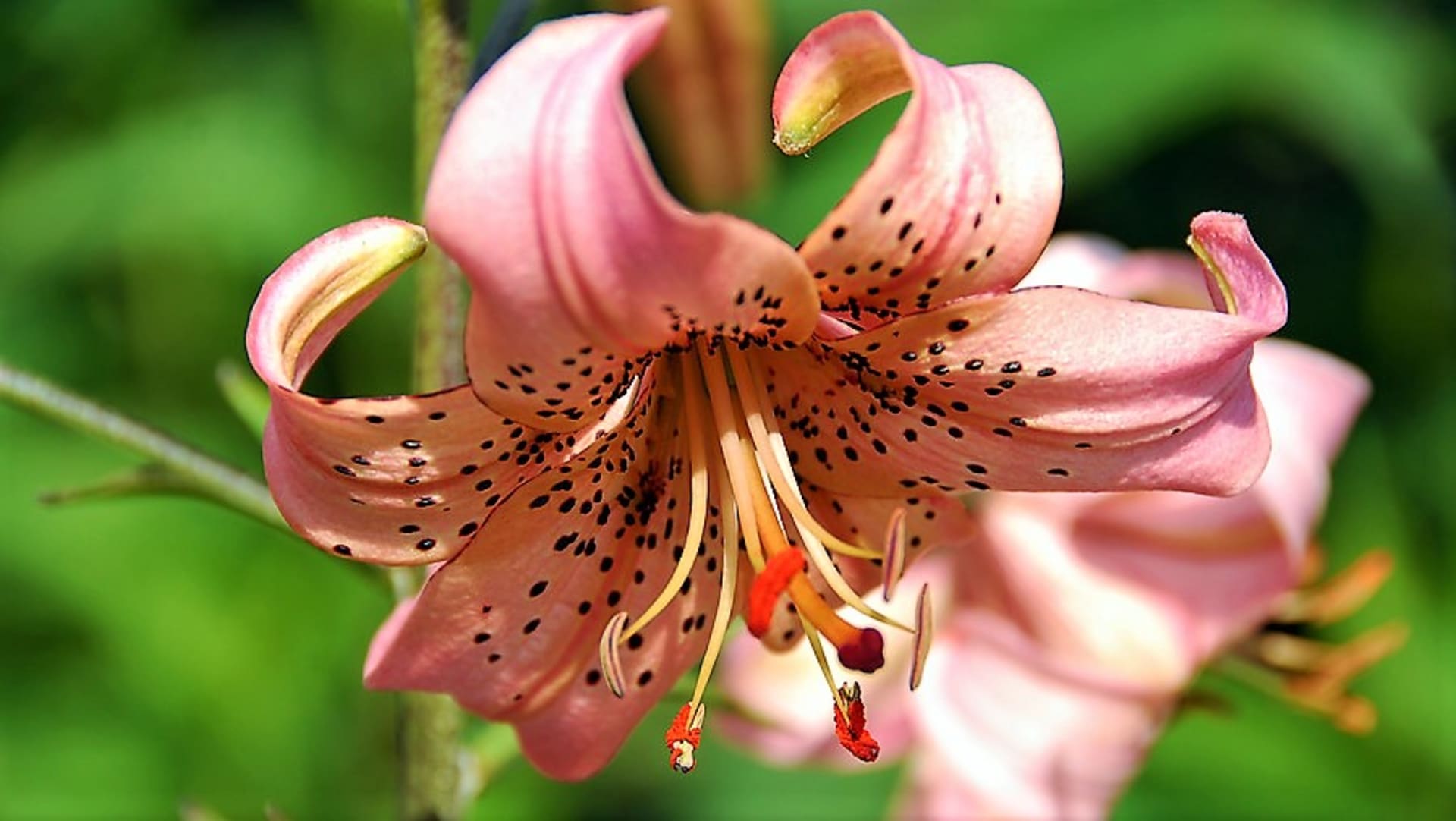 Turbanovité květy hybridní lilie druhu speciosum nádherně smyslně voní vanilkou. Na snímku kultivar Pink Giant.