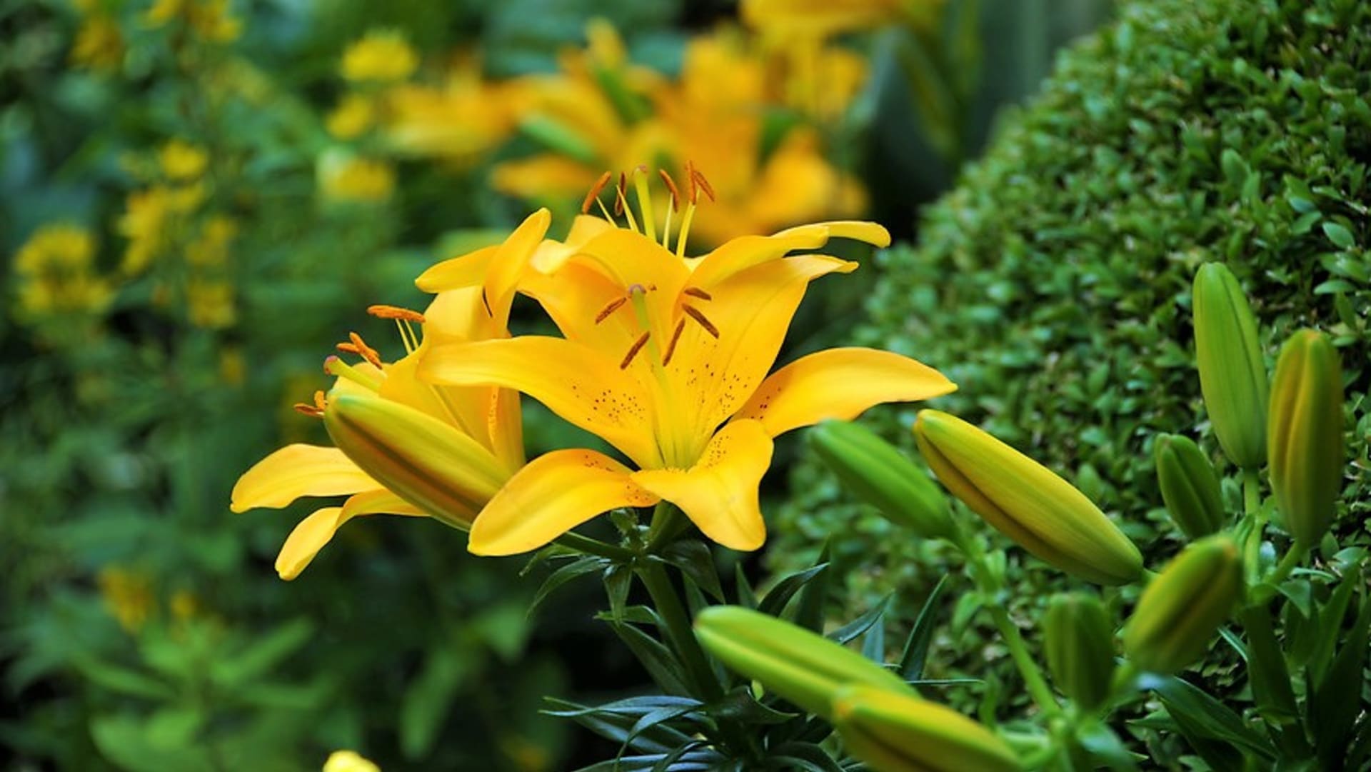 Asijské hybridní lilie jsou v plném květu dva až tři týdny, rozkvétají už v červnu. Voní jenom lehounce. Na snímku kultivar Yellow Baby .