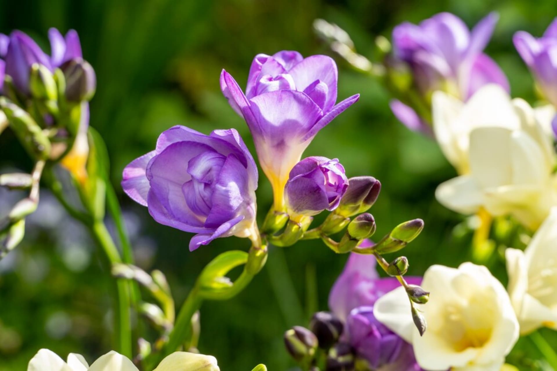 Výraznou vůni frézie si vychutnáme nejvíce, když jsou všechny květy otevřené. Bílé, žluté a krémové květy voní mnohem intenzivněji než růžové, modré a fialové. 
