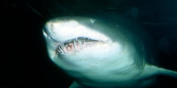 Žralok v turistickém ráji zabil Itala. Všude byla krev, popsal svědek, který riskoval život