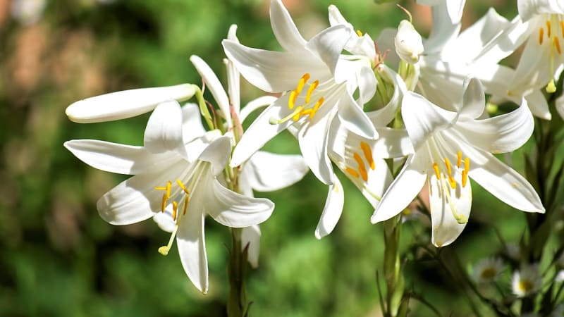 Lilie bělostná (Lilium candidum) má velké množství čistě bílých květů s  intenzivní, typickou liliovou vůní. Kvete od června do července.