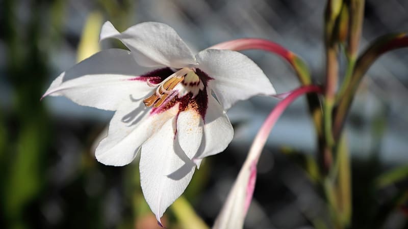 Habešský mečík, někdy se mu říká acidantera  (Gladiolus murielae či Acidanthera murialae) voní příjemně sladce, elegantně. 