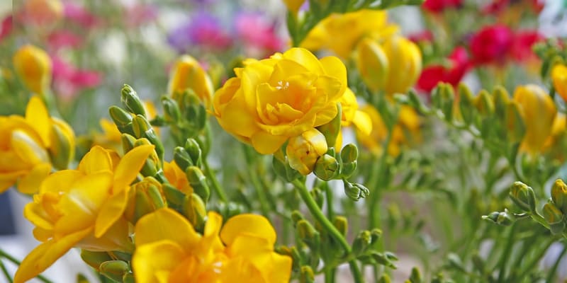 Půvabné květy frézií (Freesia) vynikají okouzlující a nepřehlédnutelnou vůní, které může být  lahodně sladká i výrazně ostře kořenitá. Některé voní velmi intenzivně, jiné jsou spíše jemnější. 