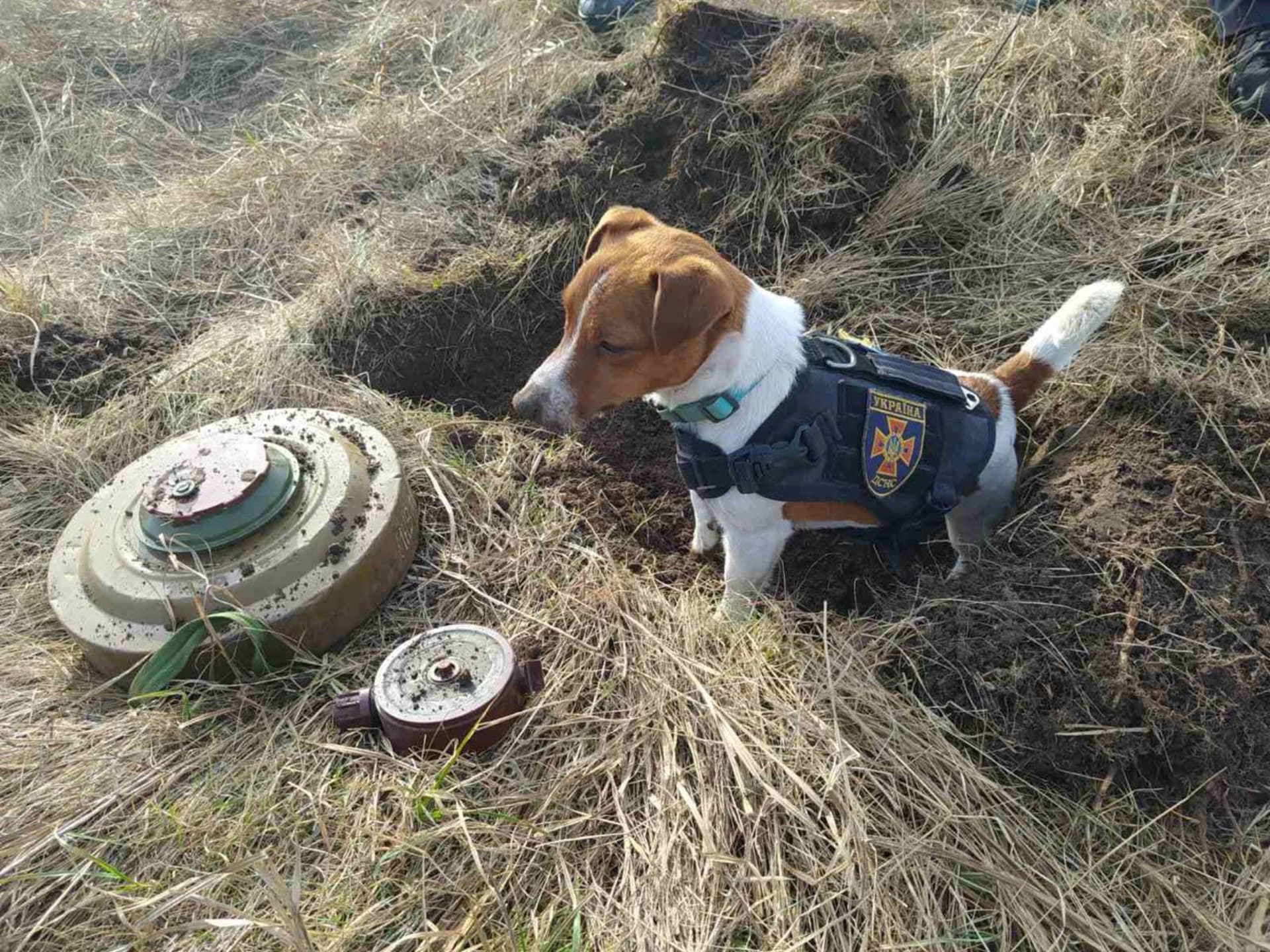 Malý psík patron pomáhá při vyhledávání min.