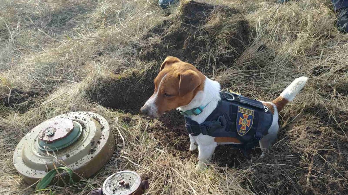 Malý psík patron pomáhá při vyhledávání min.