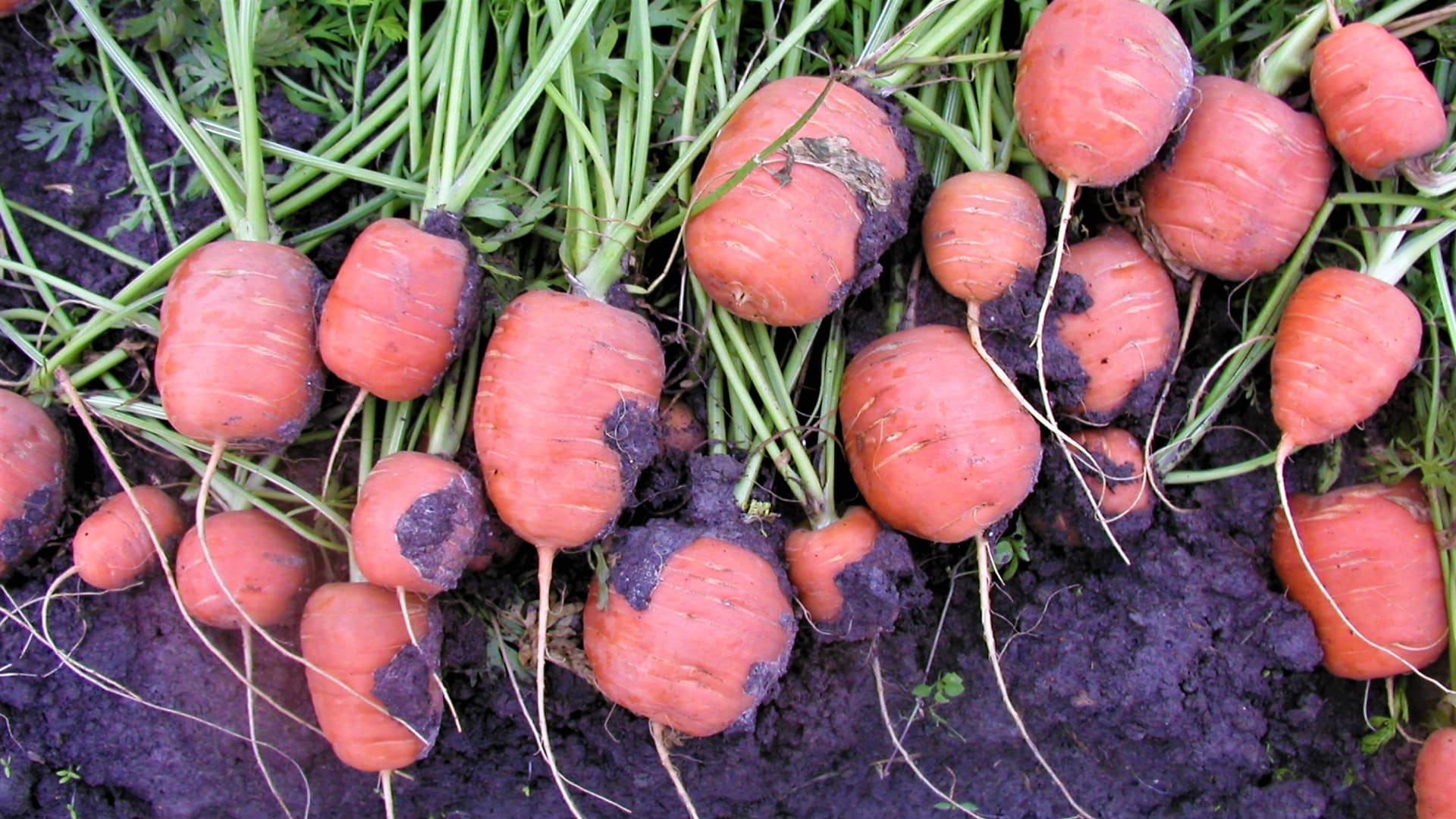 Mrkev Rondo je velmi raná až raná odrůda kulaté mrkve určená především pro přímý konzum. Kořeny jsou velmi krátké, 3 až 5 cm. Vyniká svou chutí díky velmi vysokému obsahu cukru a sušiny svysokou odolností proti praskání.