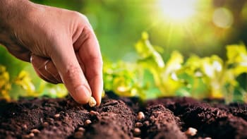 Je čas začít s pěstováním zeleniny. Vysejte ven na záhon ředkvičky, mrkev a černý kořen