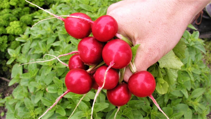 Ředkvička Teko je velmi raná odrůda. Bulvička jasně červené barvy má jemný, nitkovitý kořen a bílou dužinu. Vyniká odolností k vybíhání do květu.