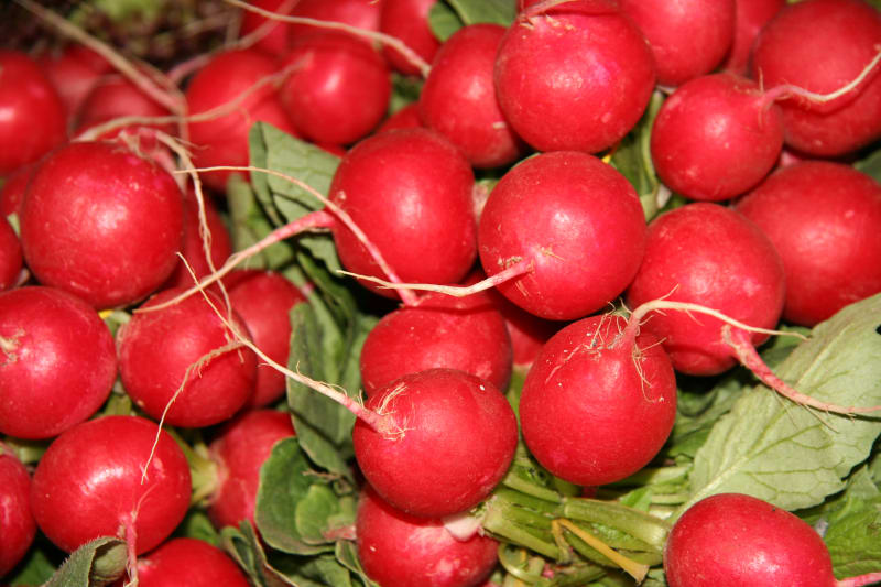Ředkvička Primara F1 je velmi raná hybridní odrůda se středně velkými bulvičkami, jsou 4 až 5 cm velké, mají velmi intenzivní tmavě červené zabarvení a vynikající vnitřní strukturu.