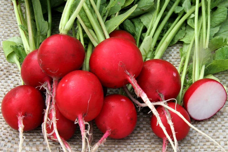 Ředkvička Prima je velmi raná odrůda pro rychlení a rané polní pěstování. Bulvičky jsou střední až silné, kulovitého tvaru, intenzivně červené barvy.