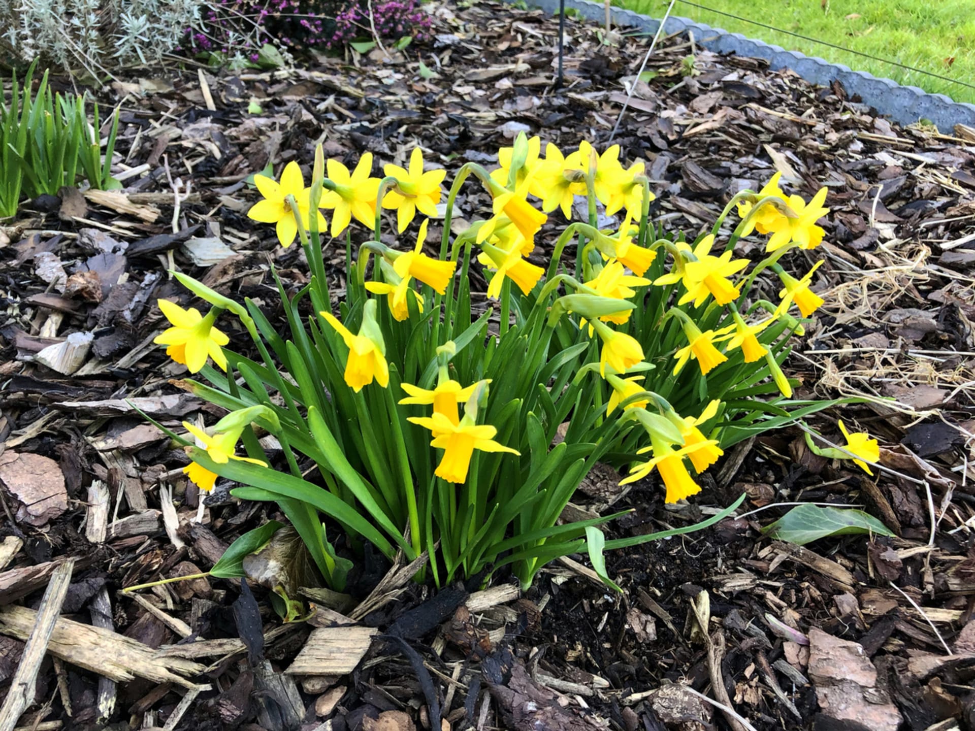 Narcis cyklámenový (Narcissus cyclamineus)