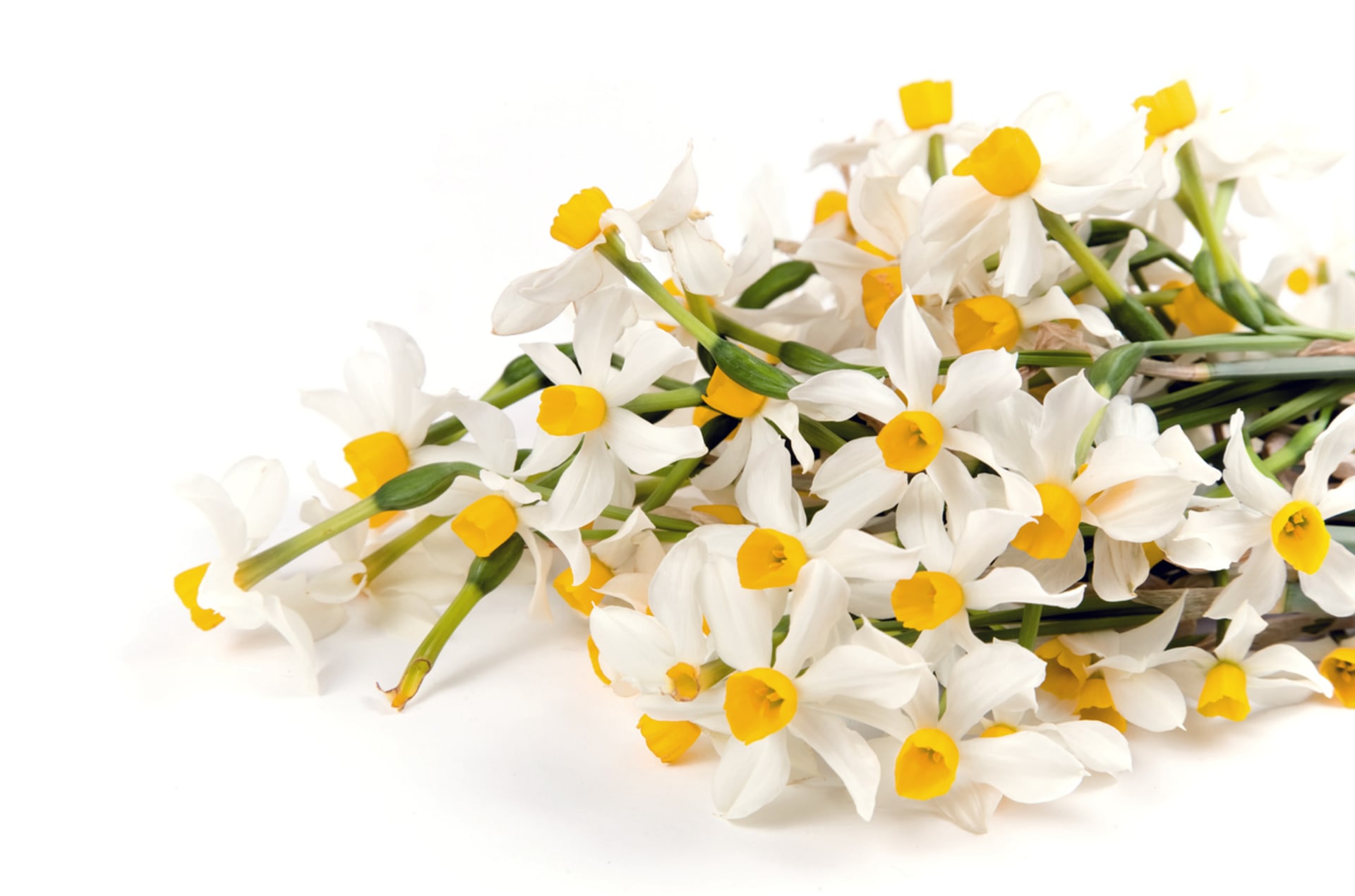 Narcis skalkový (Narcissus canaliculatus)
