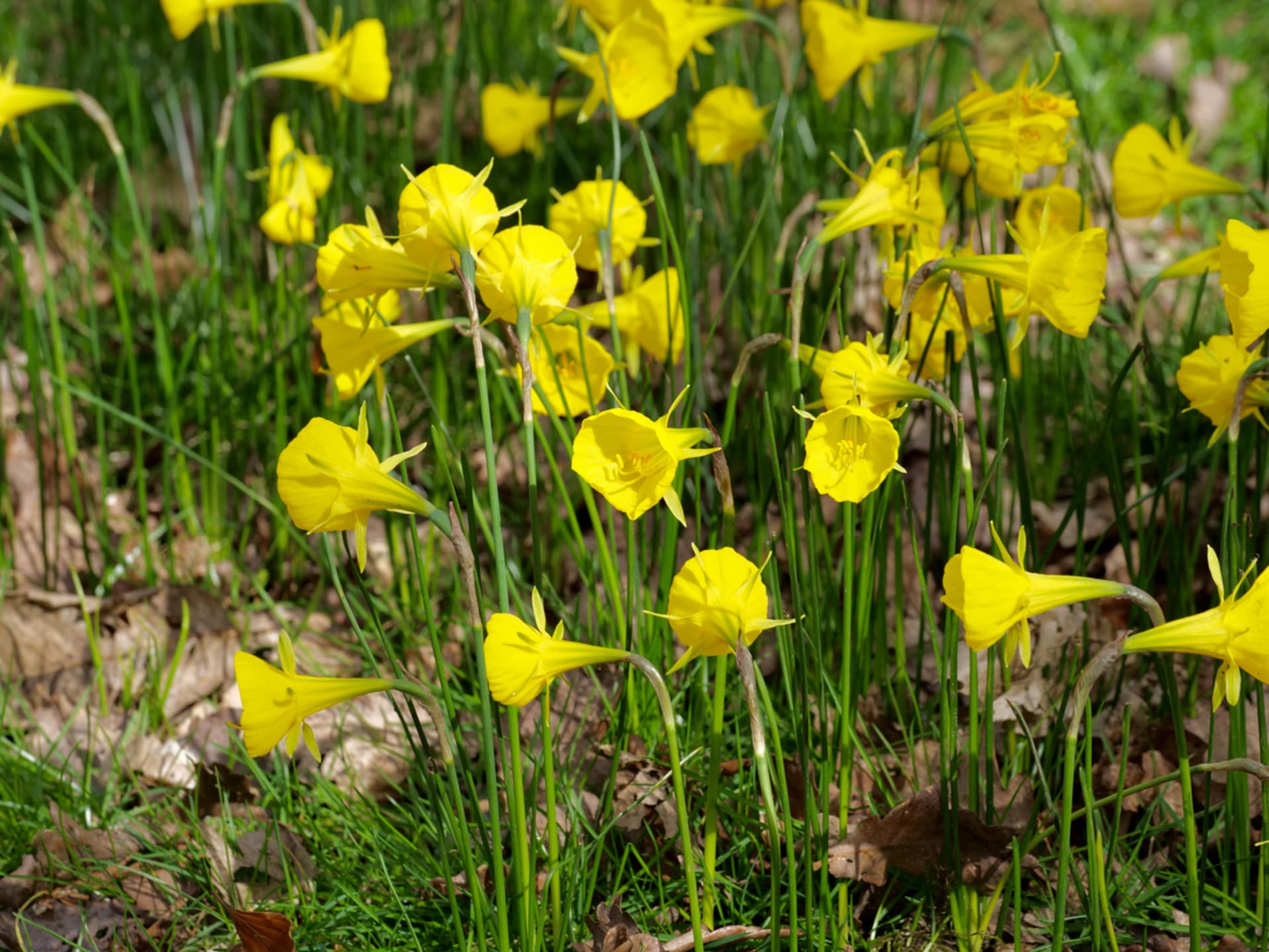 Narcissus bulbocodium, či Corbularia bulbocodium