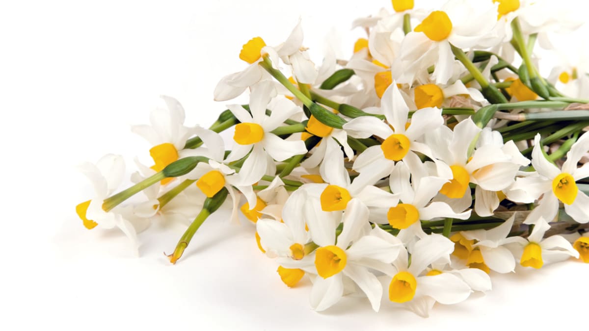 Narcis skalkový (Narcissus canaliculatus)