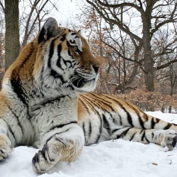 V minnesotské zoo uhynul tygr jménem Putin.