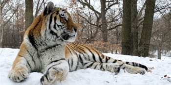 V americké zoo uhynul Putin. Tygr se narodil v Česku, zplodil několik mláďat