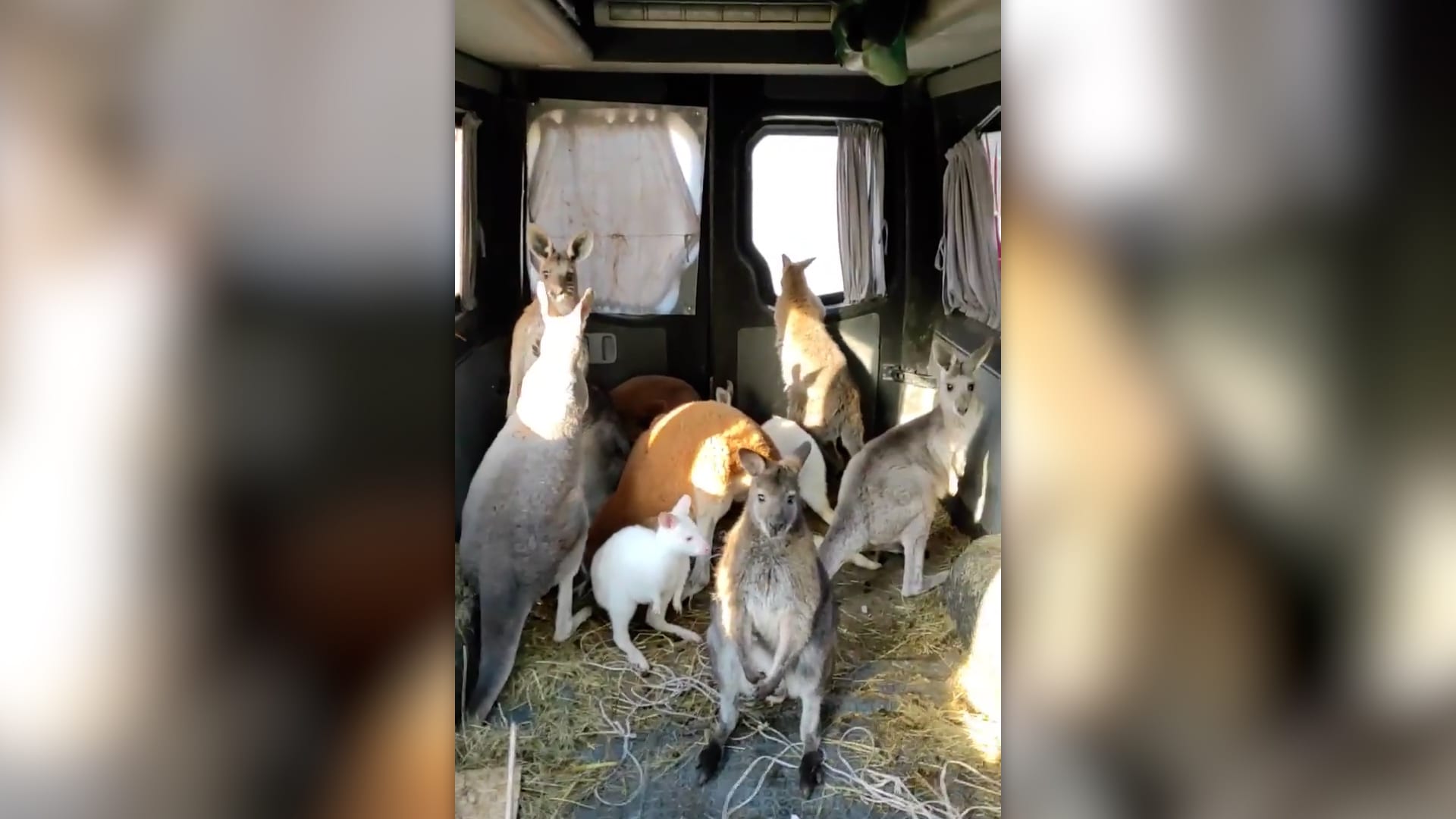 Dobrovolník odvezl do bezpečí deset klokanů z charkovského Feldman Ecoparku. 