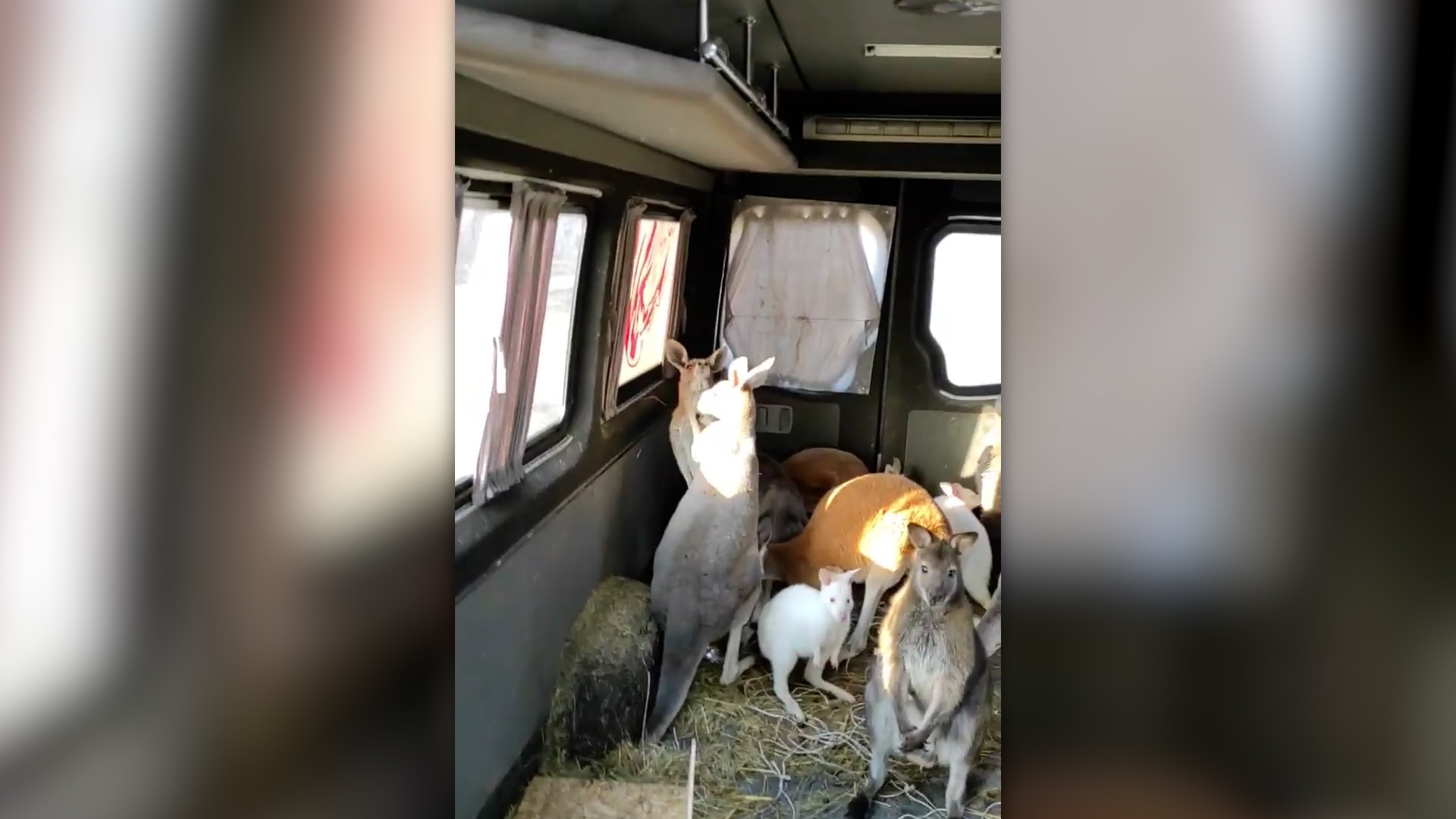Dobrovolník odvezl do bezpečí deset klokanů z charkovského Feldman Ecoparku.