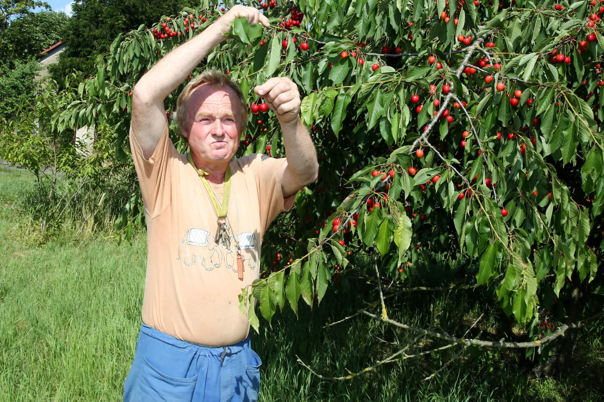 Paul will attract his ladies to the cherries.