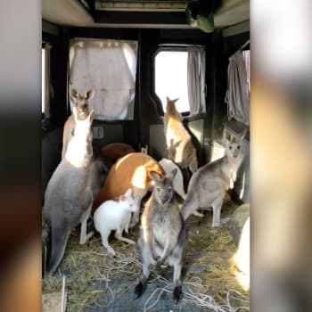 Dobrovolník odvezl do bezpečí deset klokanů z charkovského Feldman Ecoparku. 