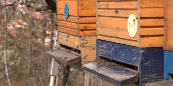 Včely jsou po zimě v dobré kondici, cena medu přesto poroste. Bude chybět dovoz z Ukrajiny
