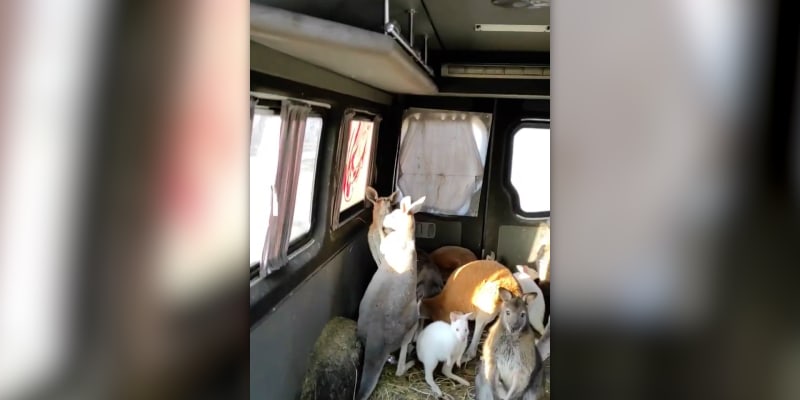 Dobrovolník odvezl do bezpečí deset klokanů z charkovského Feldman Ecoparku.