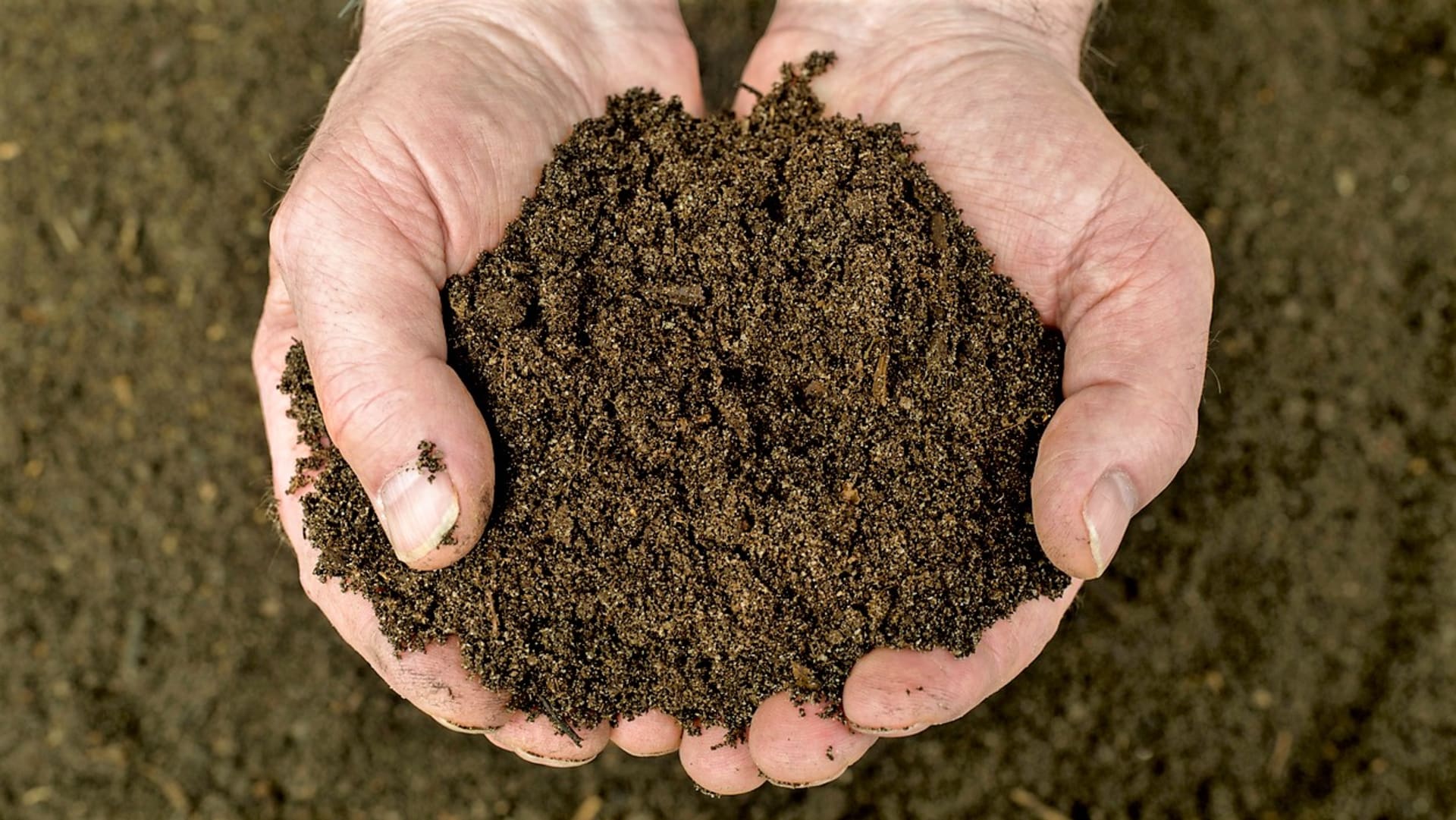Dobře vyzrálý kompost má tmavohnědou barvu, drolí se a příjemně zemitě voní. Než se hromada kompostu změní na opravdu dobrý humus, může to trvat jeden až dva roky.
