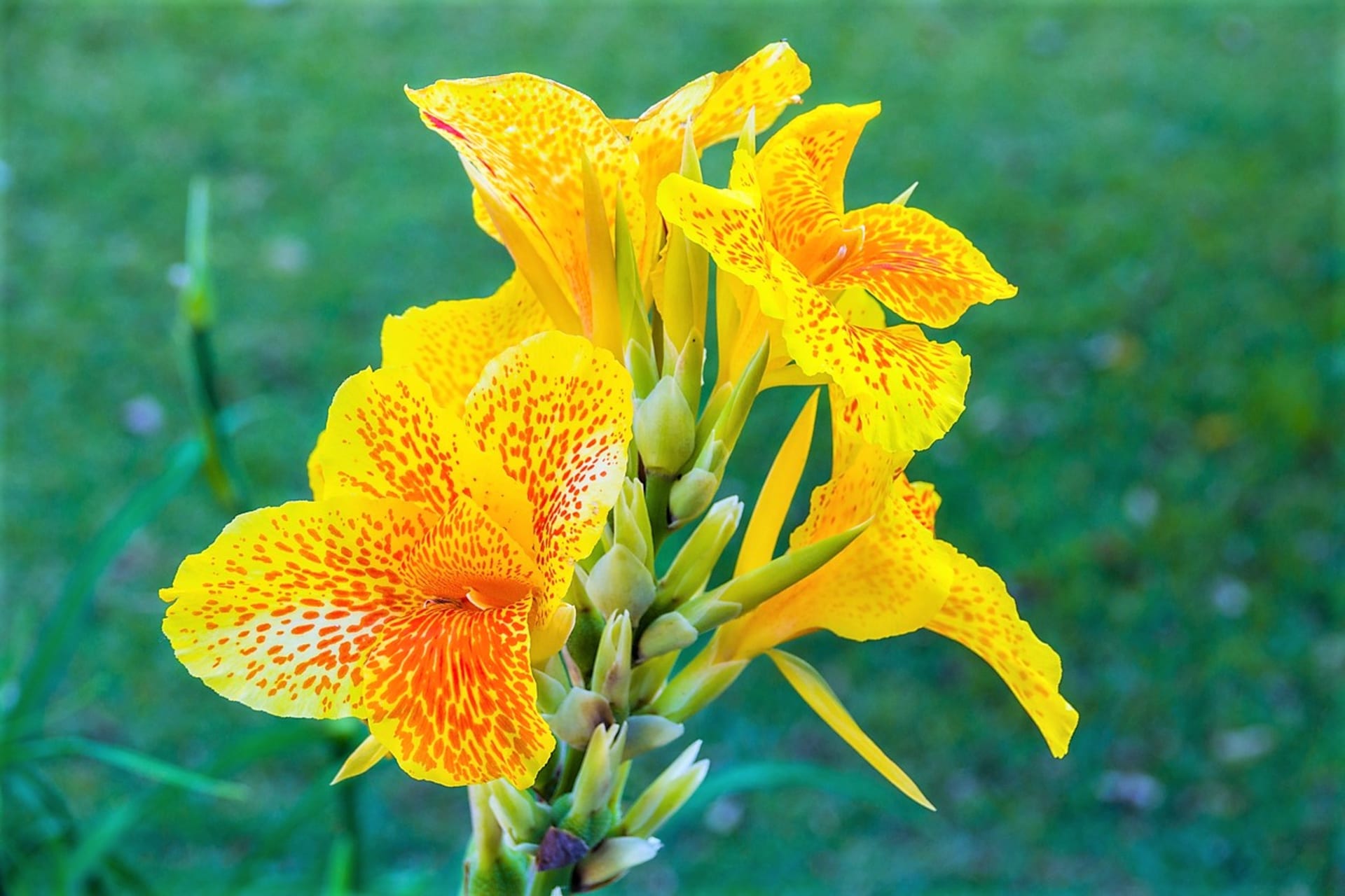 Z nových kříženců jsou oblíbené hlavně trpasličí hybridy s výškou okolo 60 cm, které skvěle dobře rostou a bohatě kvetou také v nádobách. Na snímku kultivar Lucifer.