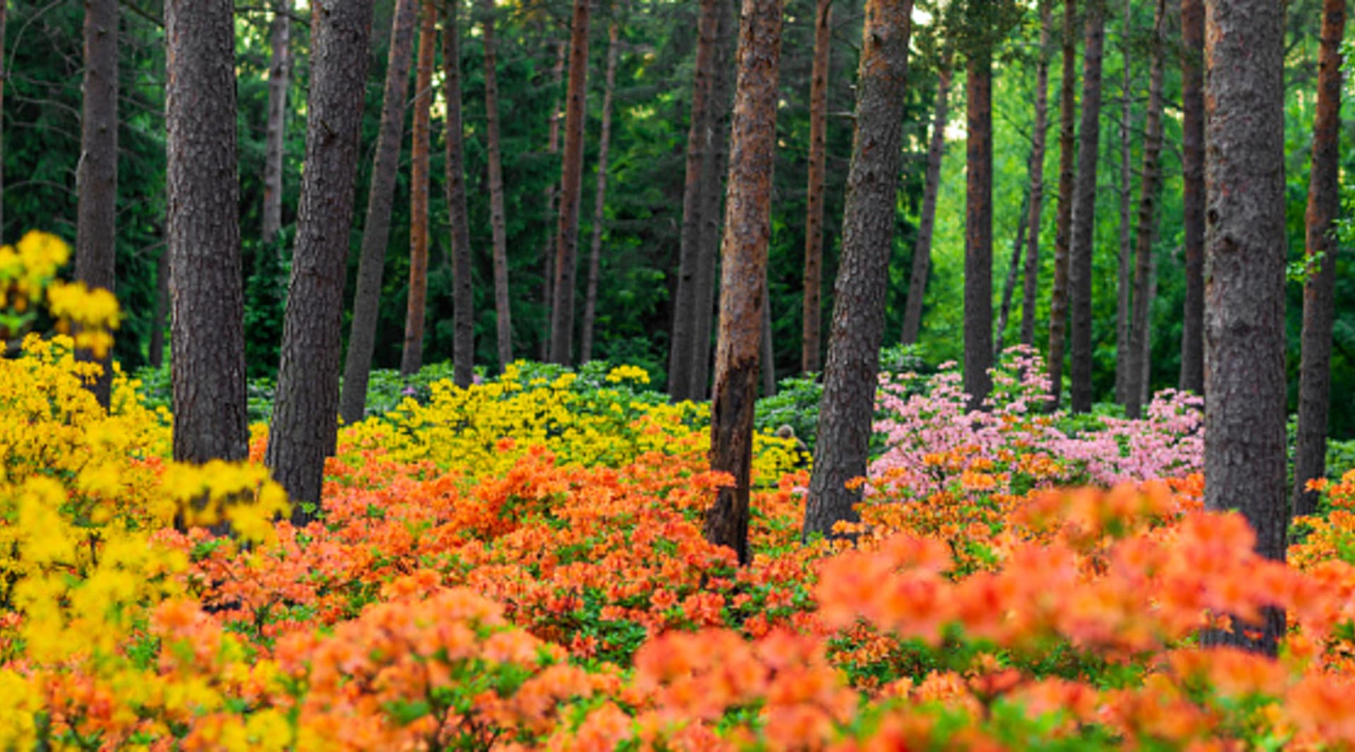 Rododendronový park ve finských Helsinkách