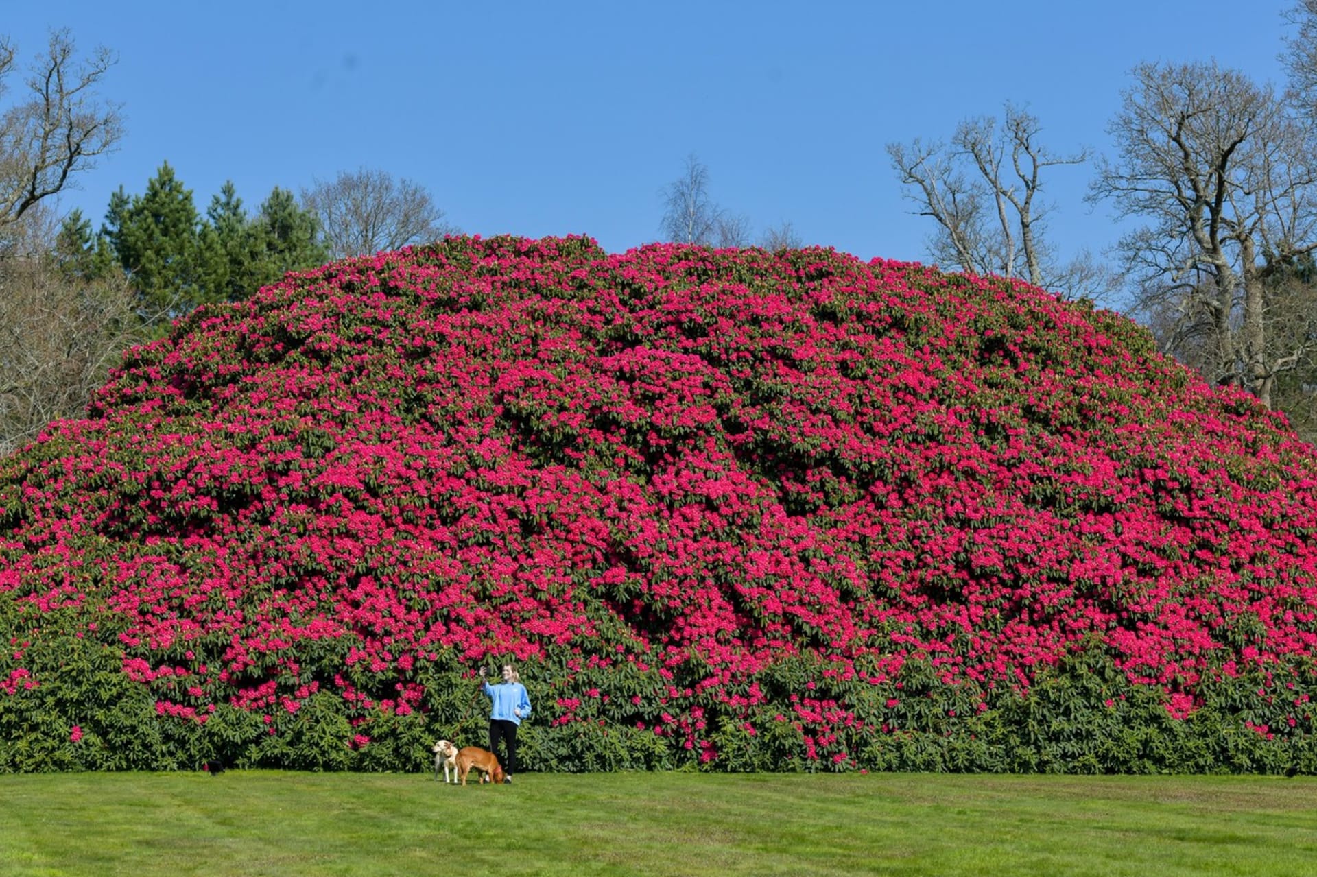 Zahradník Ree Curtis-Allen se už zase chlubí největším britským rododendronovým keřem